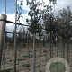 Pyrus c. 'Conference' 6-8 HO wortelgoed