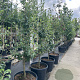 Pyrus c. 'Gieser Wildeman' laagstam container leiboom scherm