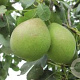 Pyrus c. 'Saint Rémy' 6-8 HO wortelgoed