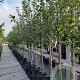 Pyrus c. 'Saint Rémy' 8-10 HA container