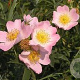 Rosa canina 40-60 cm wortelgoed 2-jarig verplante zaailin