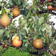 Pyrus c. 'Beurré Hardy' 6-8 HO wortelgoed