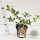 Rhaphiolepis del. Coates Crimson 20-30 cm 2,0L
