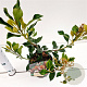 Rhaphiolepis del. Coates Crimson 20-30 cm 2,0L