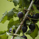 Ribes Jostaberry 80-100 cm 5,0L