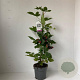 Rubus frut. 'Black Satin' 60-70 cm 2,0L