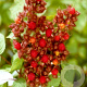 Rubus phoenicolasius 60-70 cm 2,0L
