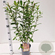 Salix chaenomeloides 'Mount Aso' 50-60 cm 2,5L