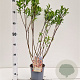 Salix chaenomeloides 'Mount Aso' 50-60 cm 2,5L