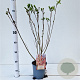 Salix chaenomeloides 'Mount Aso' 50-60 cm 2,5L