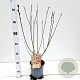 Salix chaenomeloides 'Mount Aso' 50-60 cm 2,5L