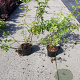 Rosa multiflora 60-100 cm wortelgoed 2-jarig verplante zaailin