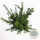Taxus baccata 60-80 cm 4,0L