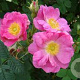 Rosa rubiginosa 60-100 cm wortelgoed 2-jarig verplante zaailin 2-3 tak