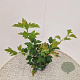 Viburnum opulus 'Compactum' 40-50 cm 3,0L