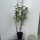 Ribes sanguineum 100-125 cm 7,5L