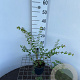 Symphoricarpos ch. 'Hancock' 30-40 cm C1.3
