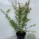 Symphoricarpos ch. 'Hancock' 30-40 cm C1.3