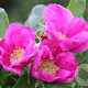 Rosa rugosa 'Rubra' 60-80 cm wortelgoed 2-jarig verplante zaailin 3 tak
