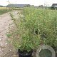 Salix sepulcralis 'Erythroflexuosa' 50-80 cm wortelgoed 0/1
