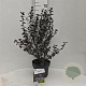 Ceanothus 'Tuxedo' 40-50 cm 5,0L