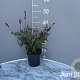 Gaura l. 'Siskiyou Pink' GM 2,0L