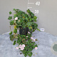 Geranium Dreamland GM 2,0L