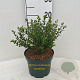 Myrtus communis tarentina 25-30 cm 3,5L