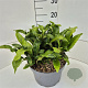 Asplenium scolopendrium 35-40 cm 10L