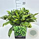 Asplenium scolopendrium 35-40 cm 10L