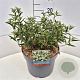 Buddleja Flutterby Pet. Snow White 25-30 cm 10L