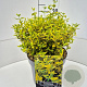 Euonymus fort. 'Emerald 'n' Gold' 30 cm 10L