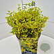 Euonymus fort. 'Emerald 'n' Gold' 30 cm 10L