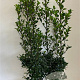 Ilex meserv. 'Heckenstar' 80-100 cm met kluit