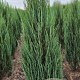 Juniperus s. 'Blue Arrow' 150-175 cm met kluit extra