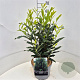 Prunus l. Elly 60-80 cm 10L