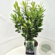 Prunus l. Elly 60-80 cm 10L