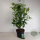 Prunus I. 'Rotundifolia' 60-80 cm 10L