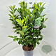 Prunus I. 'Rotundifolia' 60-80 cm 10L