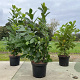 Prunus I. 'Rotundifolia' 60-80 cm 10L