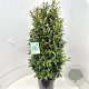 Prunus l. Sofia 100-120 cm 15L