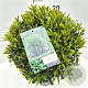 Prunus l. Sofia 30-35 cm 10L bol