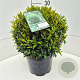 Prunus l. Sofia 30-35 cm 10L bol