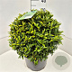 Prunus l. Sofia 40-45 cm 15L bol