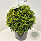 Prunus l. Sofia 40-45 cm 15L bol