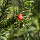 Taxus media 'Hicksii' 80-100 cm met kluit