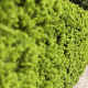Taxus media 'Hicksii' 80-100 cm met kluit