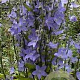 Campanula pyramidalis GM P9