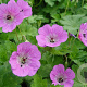 Geranium 'Sylvia's Surprise' GM P9