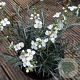 Gomphostigma virgatum GM P9